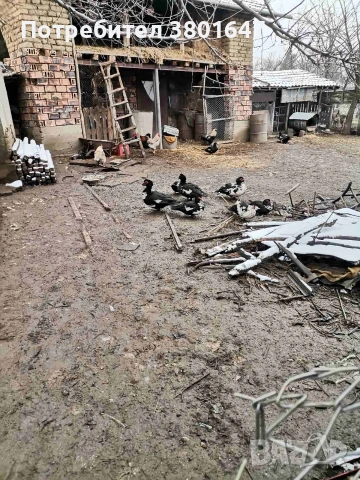 Продават се!, снимка 2 - Патици и гъски - 53446274