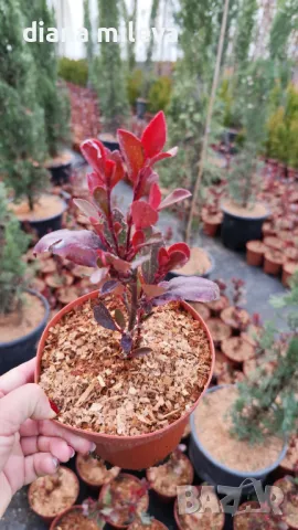  Фотиния Литъл Ред Робин, Photinia fr. Little Red Robin, снимка 5 - Градински цветя и растения - 43806136