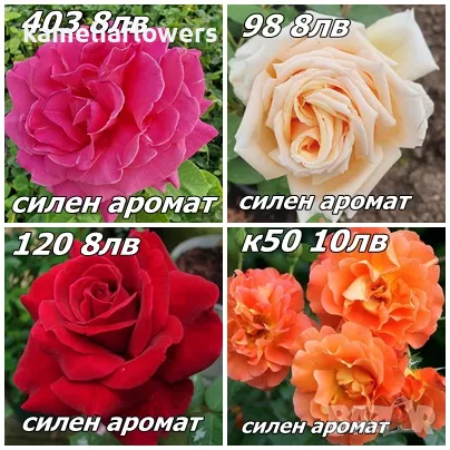 Рози, снимка 7 - Разсади - 49218870