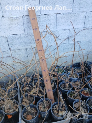 Златно киви -Сорели, снимка 2 - Разсади - 53790767