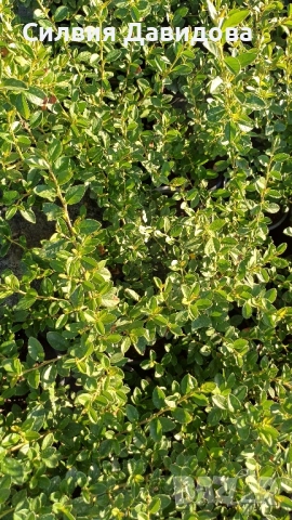 декоративни храсти и растения, снимка 14 - Градински цветя и растения - 51517818