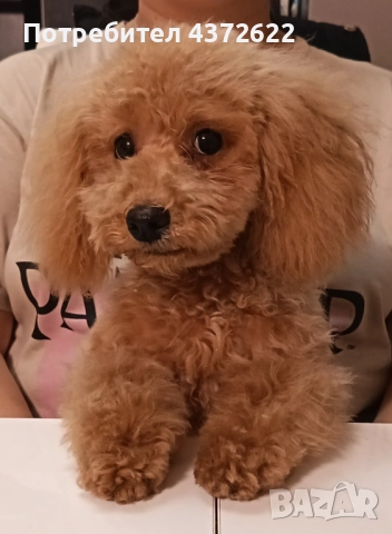 Той Пудел - момиче