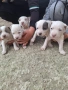 прдават се питбулчета ретнос, снимка 4