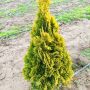 Туя Златен Смарагд, Thuja Occidentalis Golden Smaragd, снимка 3