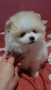 Померан-мъжко , снимка 4