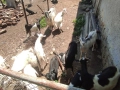 Ярета, кози и пръчове, снимка 2