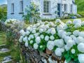 Хортензия ,бяла , снимка 1 - Градински цветя и растения - 45748162