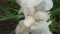 Комплект градински перуники (Iris), снимка 1 - Градински цветя и растения - 45766616