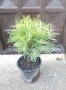 Туя Даника Голд – Thuja occidentalis Danica Gold, снимка 5