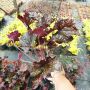  Хойхера Дворцово лилаво, Heuchera "Palace Purple"!!, снимка 6