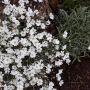 Церастиум , снимка 1 - Градински цветя и растения - 45542181