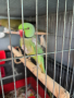 Двойка папагали малък Александър Намаление за месеца!, снимка 5