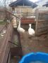 Емденски гъски, снимка 1 - Патици и гъски - 45248197