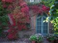 Продавам растения Дива лоза (Parthenocissus quinquefolia), снимка 11