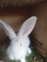 Продавам зайци, снимка 1