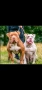 XL American bully's с родословие и сертификати , снимка 14