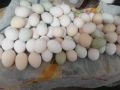Пресни домашни яйца, снимка 1 - Домашни продукти - 45099765