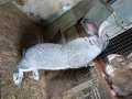 Продавам зайци., снимка 7