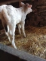 На трето теле с 14-15л мляко, снимка 4