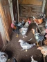 Домашни Кокошки и пилета , снимка 5