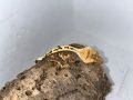 Ресничест гекон - Lilly White, снимка 6