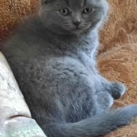 Шотландски клепоухи котета, снимка 3 - Британска късокосместа - 45567329