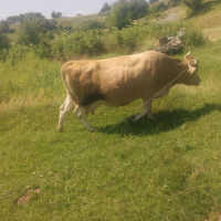 Продавам крава жарсе за курбан Байрам , снимка 2 - Други животни - 45002028