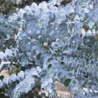 Евкалипт Гунни  - Eucalyptus Gunnii , снимка 5 - Разсади - 45271602