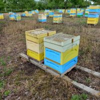полистиролни кошери с пчели , снимка 1 - За пчели - 45483678