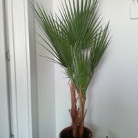 Продавам красива и здрава,палма.С две разклонения., снимка 1 - Градински цветя и растения - 41222615