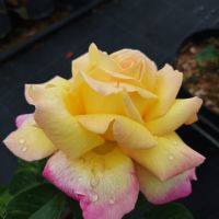 Роза „Мадам Мейланд“, Rose Madame A. Meilland, снимка 4 - Градински цветя и растения - 45829808