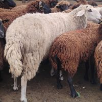 продавам овце за клане, снимка 2 - Овце - 46197176