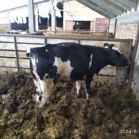 Продавам крави, снимка 7 - Крави - 45626413