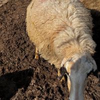 Продавам Дебели ялови овце, снимка 4 - Овце - 45901579