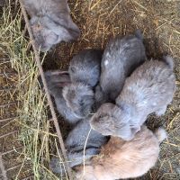 Продавам зайци   порода френски кочовати в село кошмар тервелско  , снимка 6 - Други - 41341211