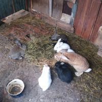 продавам зайци за клане 25лева броя , снимка 5 - Други животни - 45382304