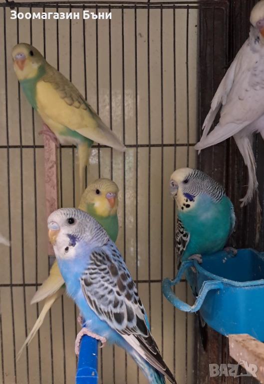 Вълнисти папагалчета, снимка 1