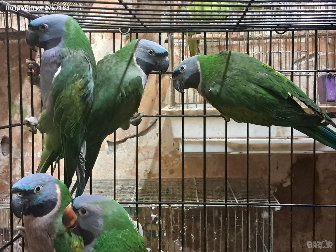 продавам папагали китаиски александар 2023 г 3 женски, снимка 1