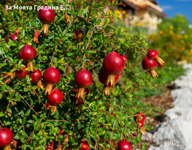 Мини Нар , снимка 1