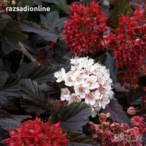 Фисокарпус opulifolius 'Red Baron', снимка 1