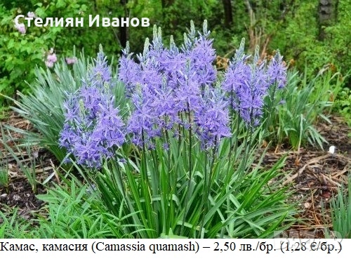 Камас, камасия (Camassia quamash) – луковици, снимка 1