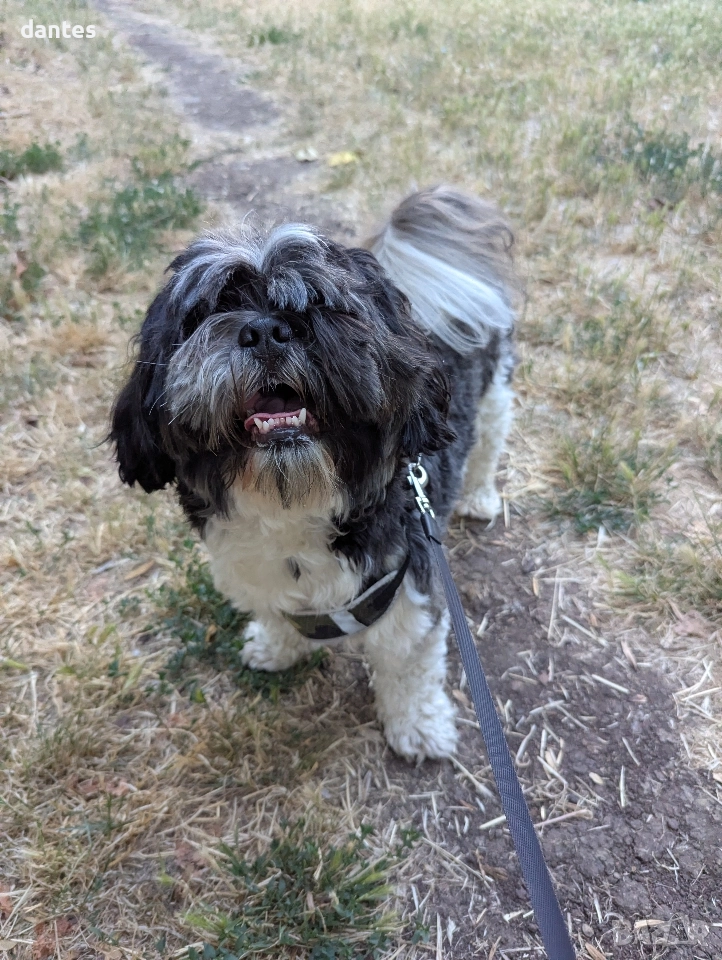 Търси се женско ши тцу за разплод, снимка 1