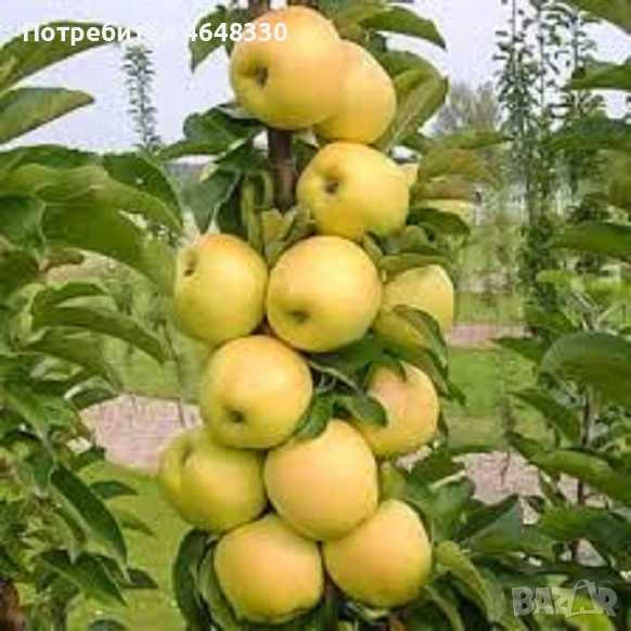 Домашен ябълков оцет, снимка 1