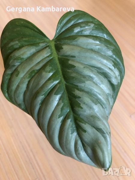 Philodendron Sodiroi , снимка 1