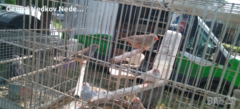 Продавам зеброви амадини, снимка 1