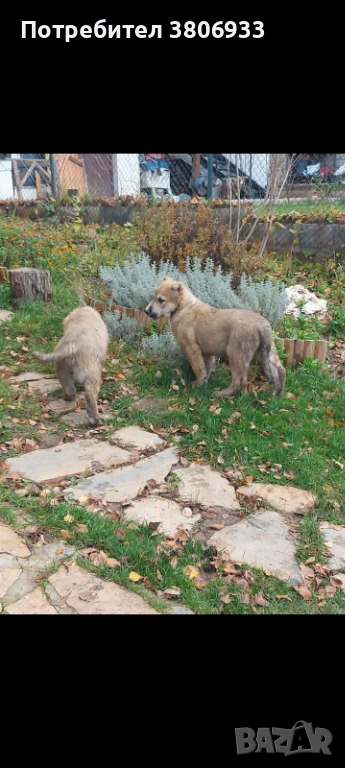 Кавказки Вълкодав, снимка 1