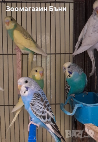 Вълнисти папагалчета