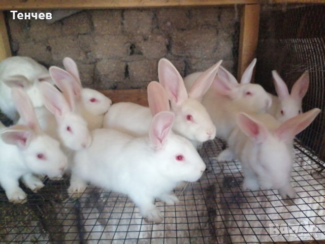 Продавам зайци , снимка 6 - Други - 45697697