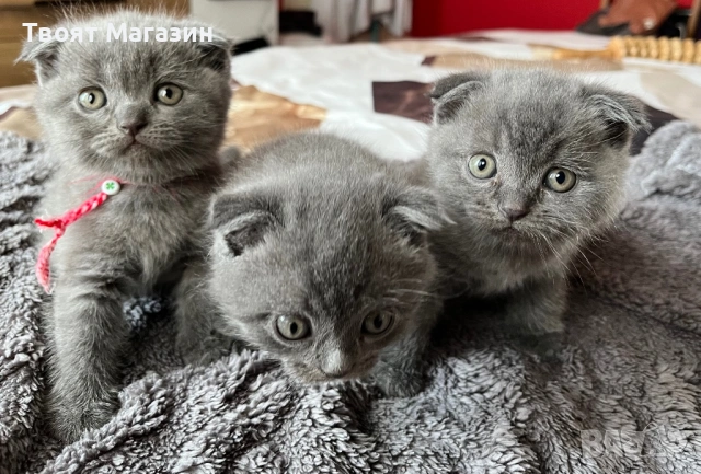 Малки шотландски клепоухи пухкави съкровища търсят своя нов дом! 🐾, снимка 5 - Британска късокосместа - 53889145