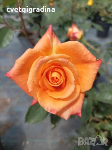 Роза оранжева, снимка 2 - Градински цветя и растения - 45841977